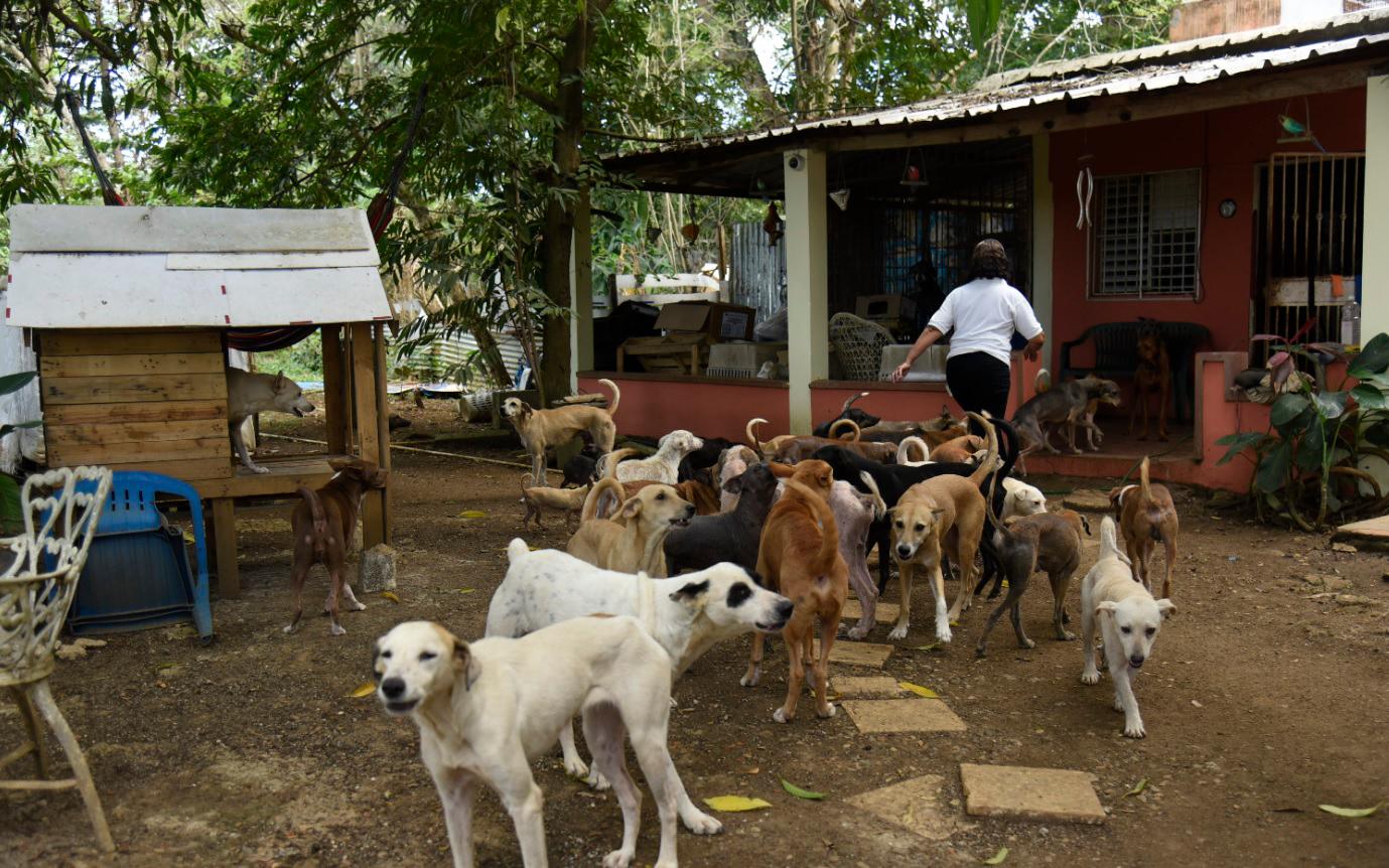 La fundación Ecoportal Dominicano, que acoge 76 perros y 30 gatos de las calles.