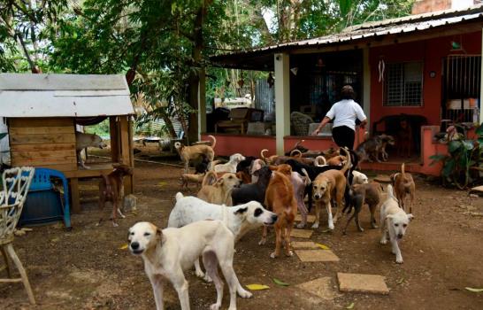 Fundaciones que luchan incansablemente contra el maltrato animal