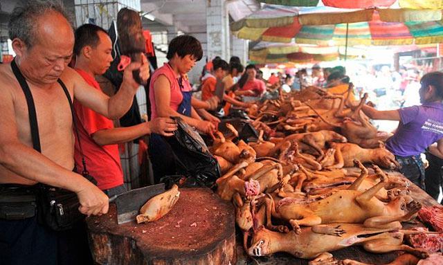 China prohíbe criar perros para consumo humano, al “no considerarlos ganado”