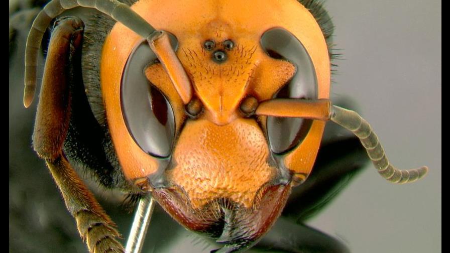 A la caza de los avispones gigantes