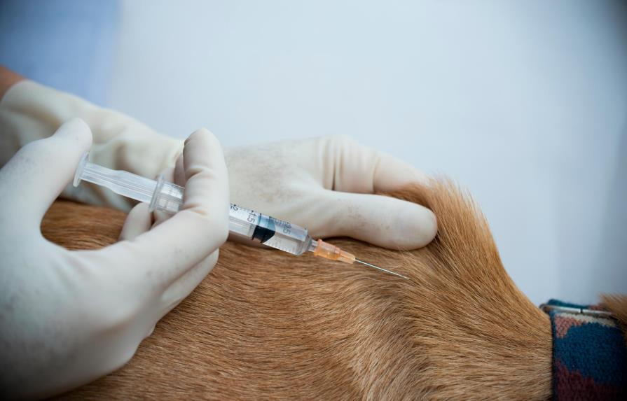 Veterinaria vacuna contra COVID-19 a personas con dosis para perros 