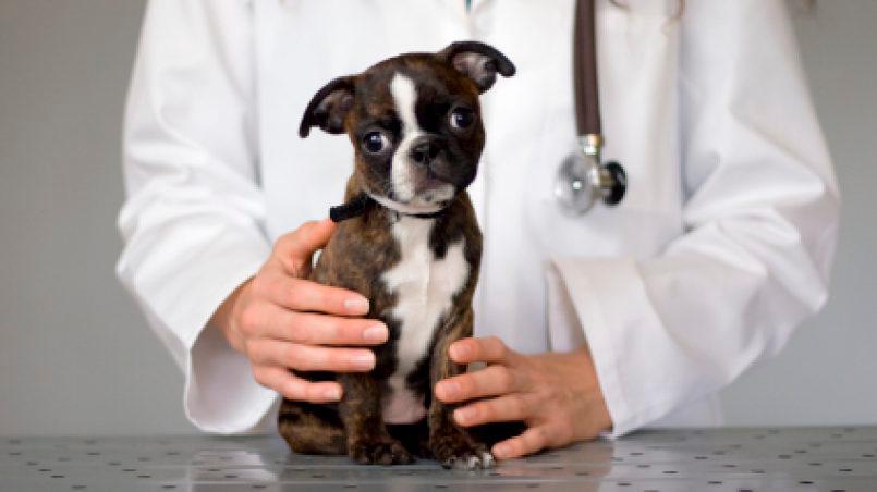 ¿Cuando es necesario llevar el perro al veterinario?