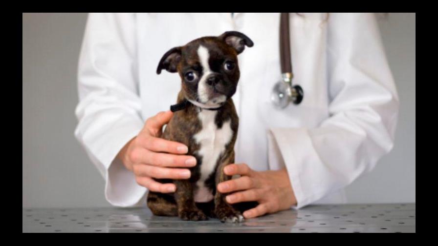 ¿Cuando es necesario llevar el perro al veterinario? ¿Cuando es necesario llevar el perro al veterinario?