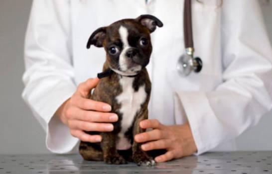 Médicos veterinarios celebran su día este jueves 29 de octubre 