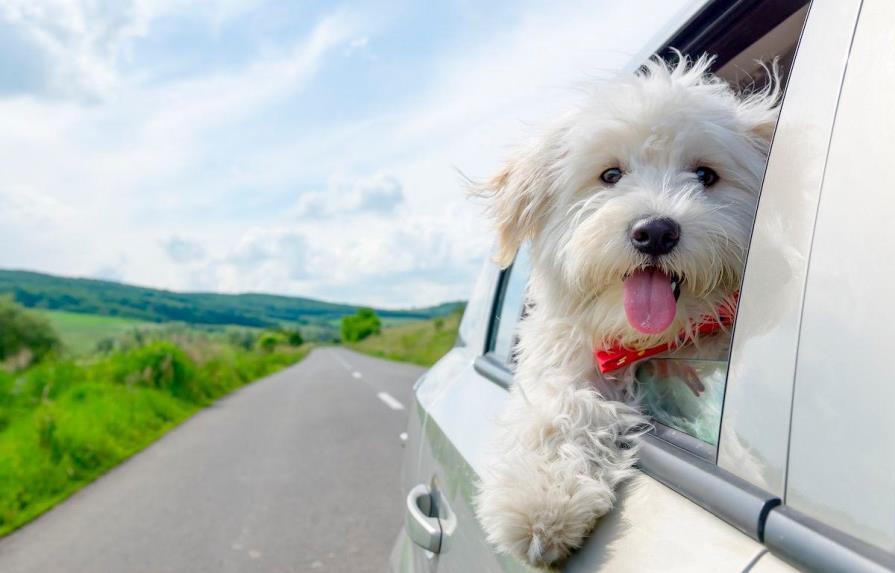 Viajar con perros
“Horario” de pipí