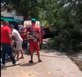 Vientos derriban árbol gigante en Jarabacoa y casi aplasta a un hombre