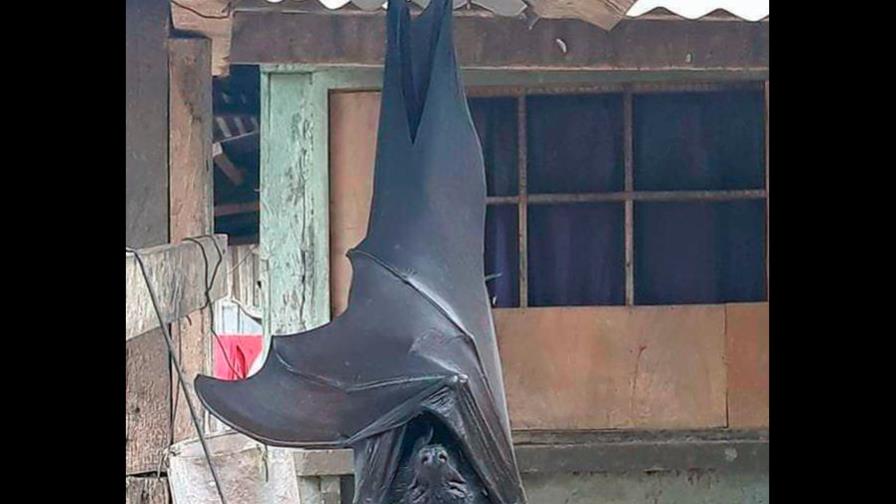 Imagen de un murciélago de “tamaño humano” encontrado en Filipinas se viraliza