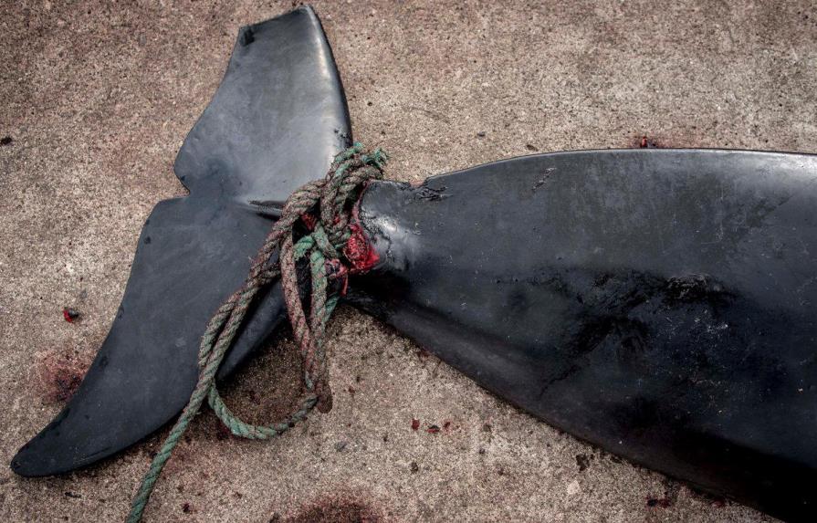 Unas cien ballenas piloto mueren tras quedar varadas en Nueva Zelanda