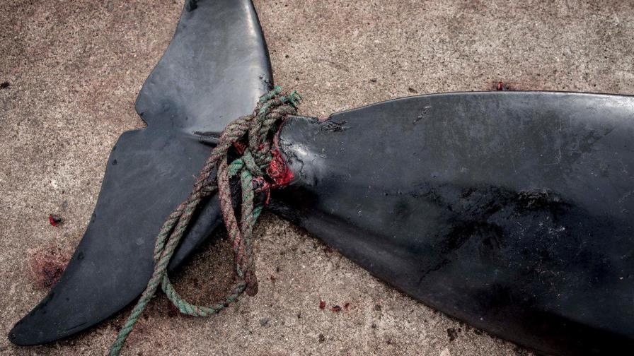 Unas cien ballenas piloto mueren tras quedar varadas en Nueva Zelanda
