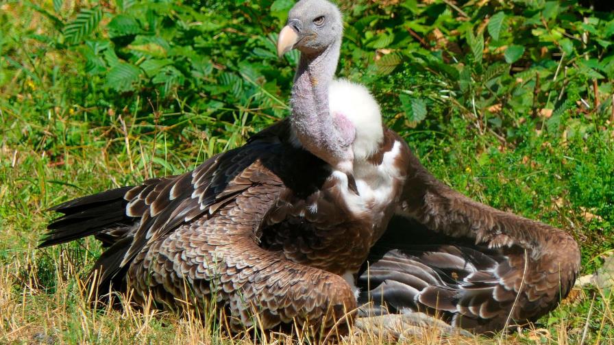 Multan a mujer en Florida por alimentar animales salvajes 