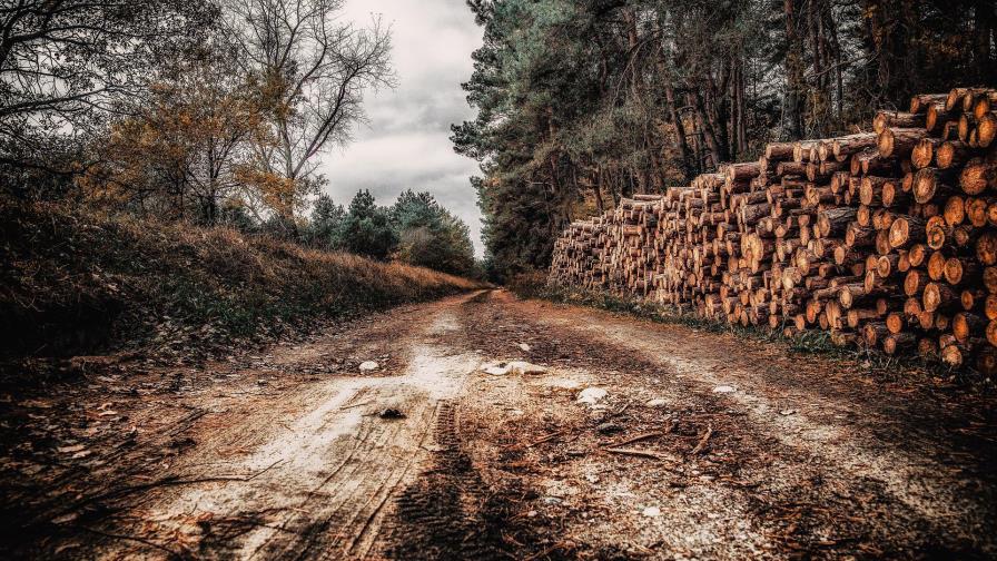 Denuncian incendios forestales y tala de árboles en el Noroeste