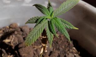 Crean Consejo Mexicano de Cannabis para ayudar a explotar mercado en México