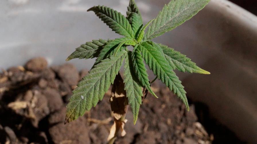 La ONU reconoce oficialmente las propiedades medicinales del cannabis La ONU reconoce oficialmente las propiedades medicinales del cannabis