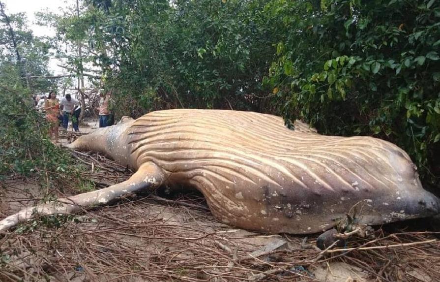 Sorprende el descubrimiento de una ballena en la Amazonia