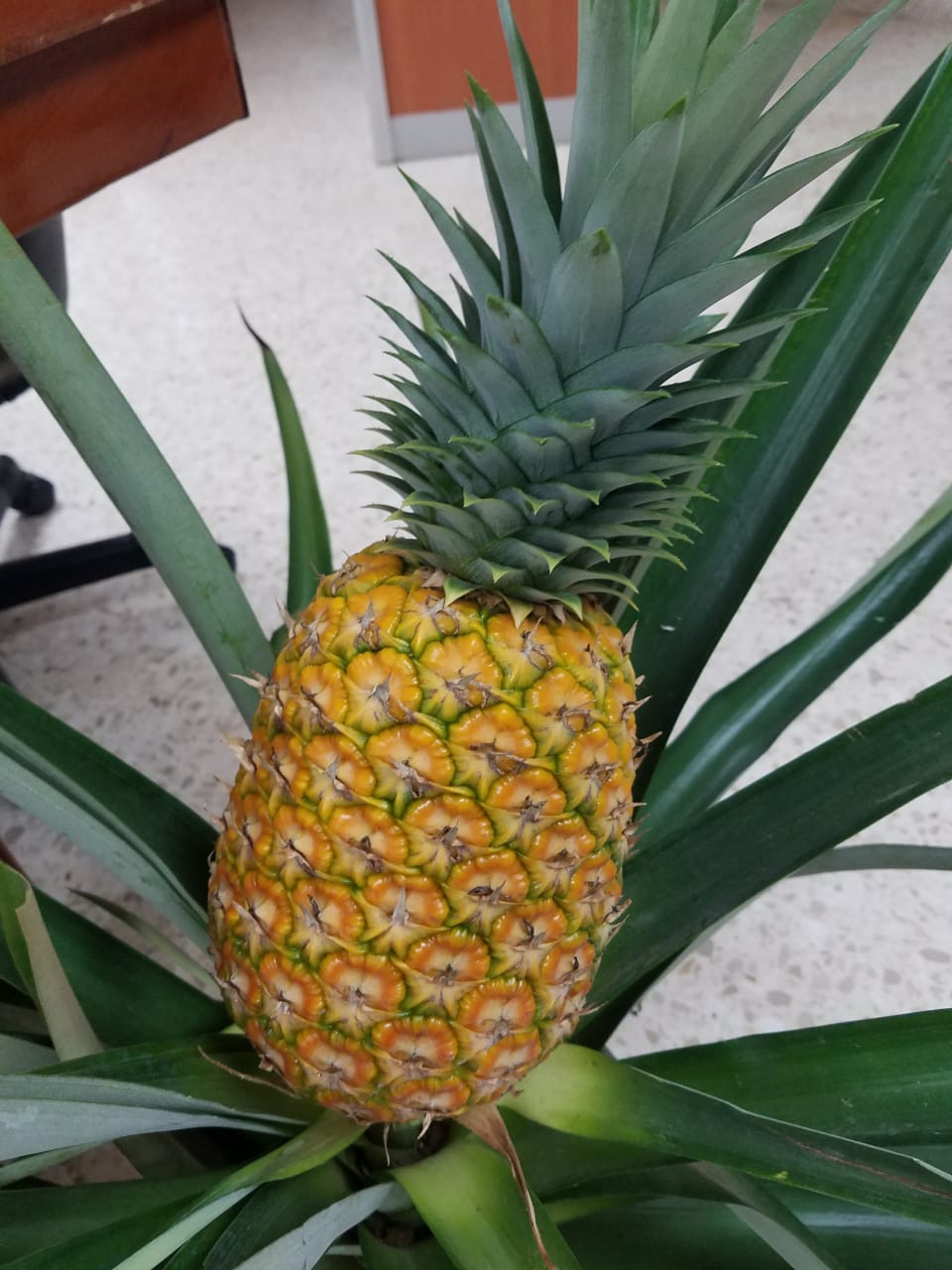 República Dominicana exporta entre siete y 10 millones de dólares anuales. 