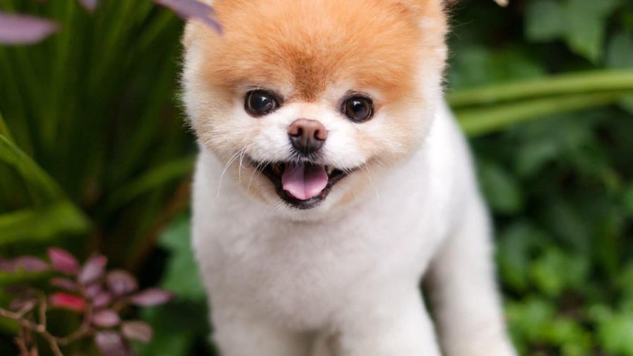 Muere de desamor el perro “más bonito del mundo”