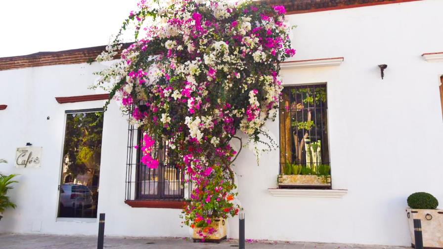 Trinitarias copan balcones y espacios públicos del Gran Santo Domingo