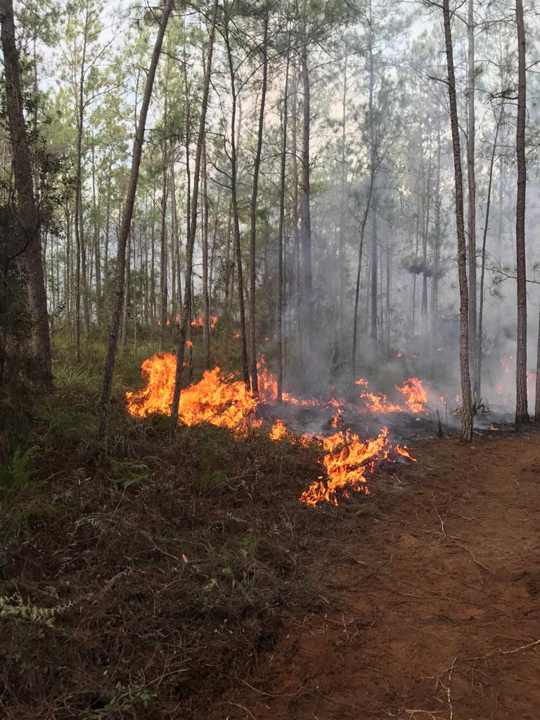 El fuego continúa en El Aceitillar, Bahoruco. 