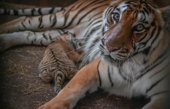 ¡Buenas noticias! Nacieron dos tigres de bengala en el Zoológico Nacional
