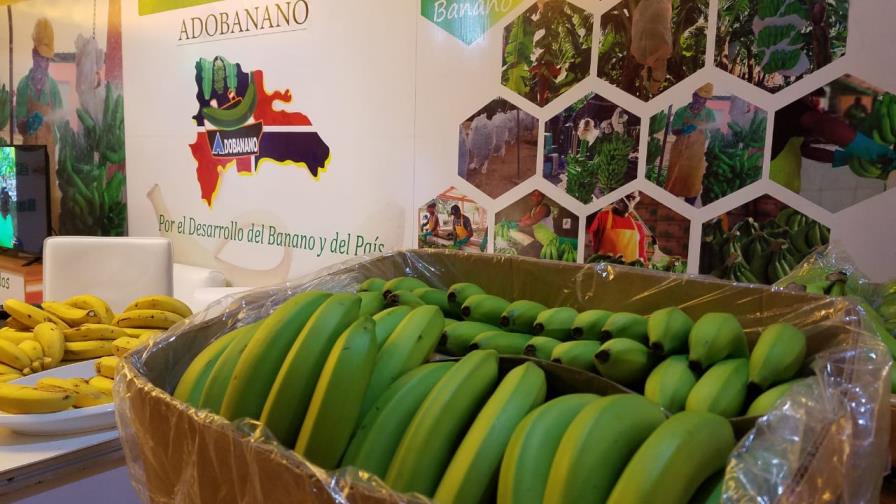 República Dominicana tiene capacidad para exportar 500,000 cajas semanal de banano República Dominicana tiene capacidad para exportar 500,000 cajas semanal de banano