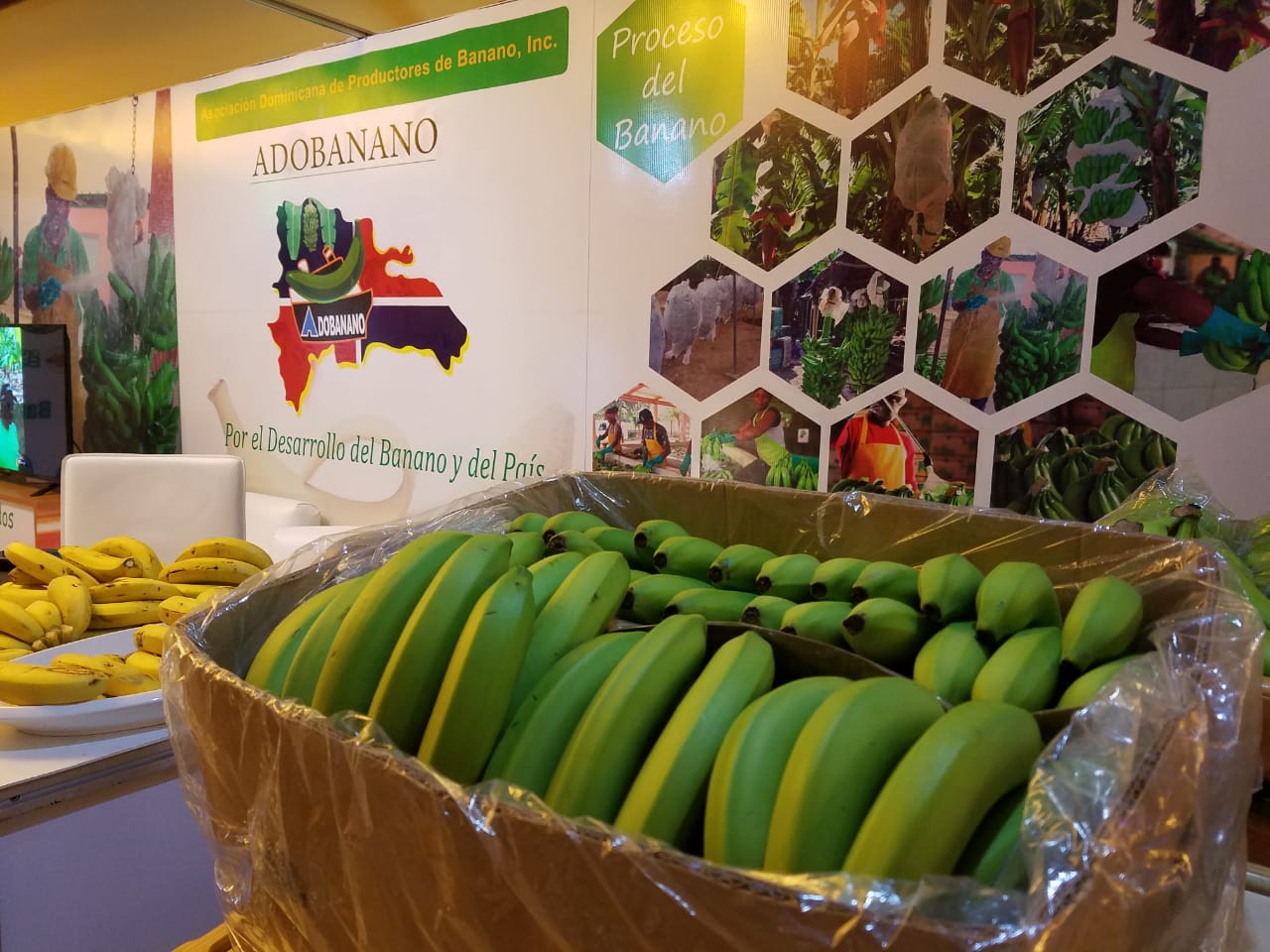 Banano en exhibición.