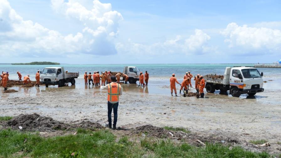 Empiezan a limpiar el sargazo en playa de Boca Chica  