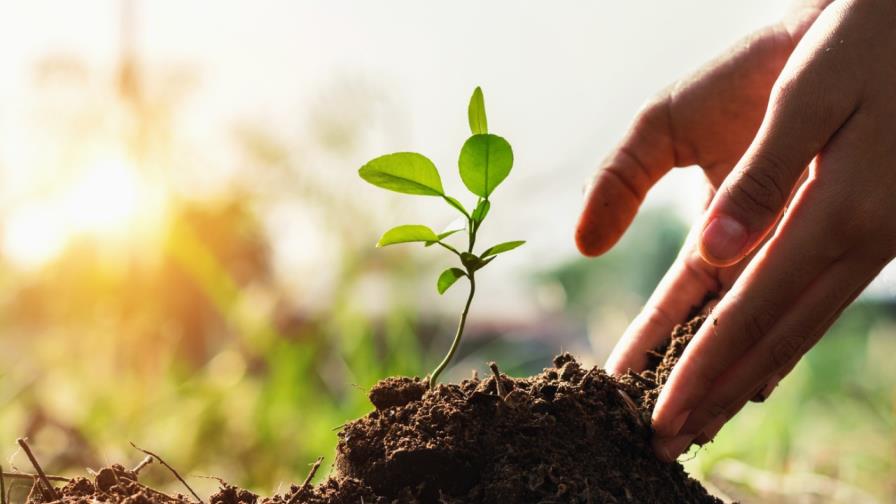 Para qué sepultarte o cremarte si al morir te puedes convertir en tierra fértil