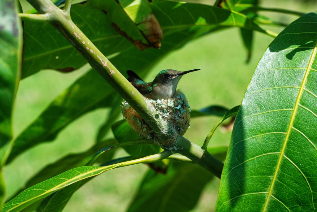 Un zumbador (Anthracothorax dominicus) anidando.