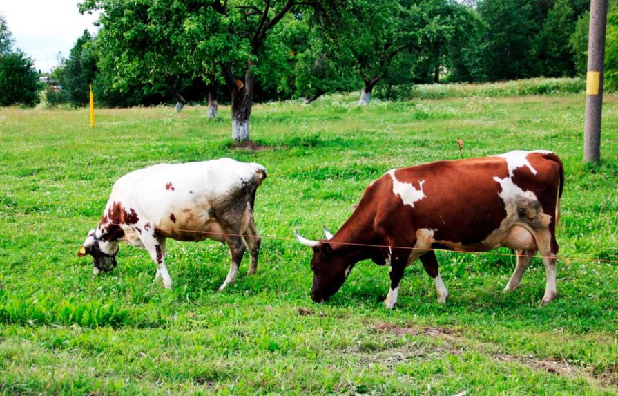 Policía busca a ladrones de cencerros de vacas en el Tirol austriaco