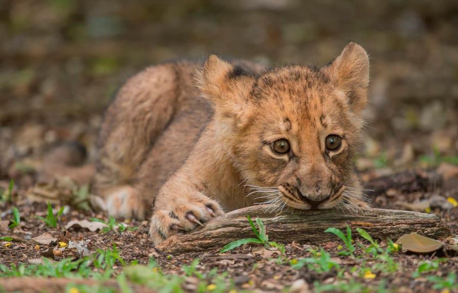 Nala, la cachorra león nacida en el Zoológico Nacional ya puede ser vista por los visitantes del parque 