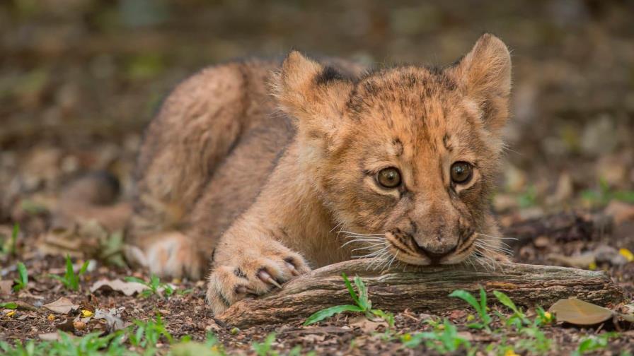 Nala, la cachorra león nacida en el Zoológico Nacional ya puede ser vista por los visitantes del parque 
