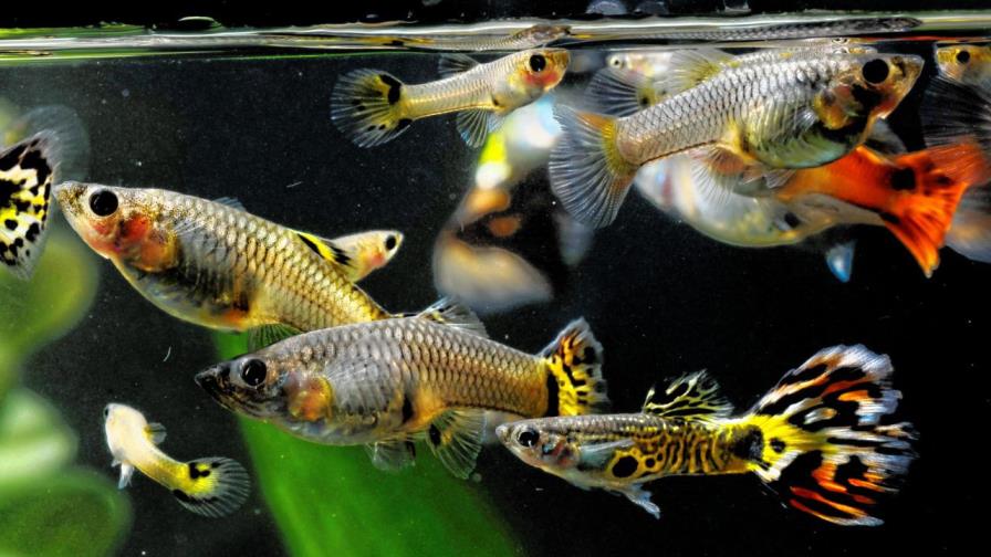 Cuba apuesta a los peces guppies para combatir el dengue y el zika