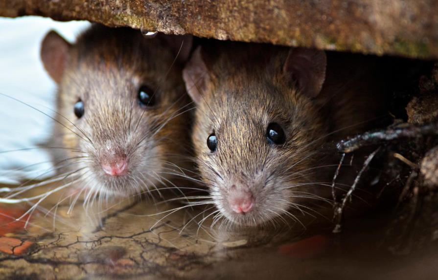 Mujer convivía con más de 300 ratas en una camioneta como mascotas 