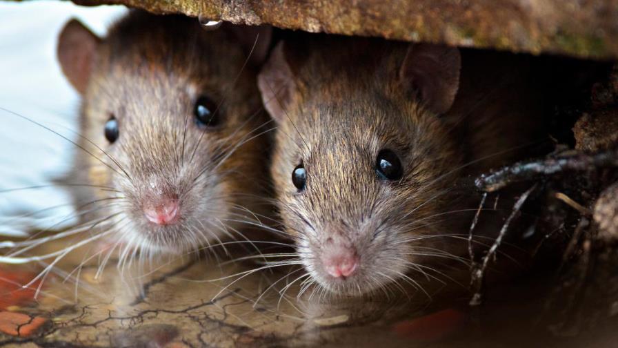 Mujer convivía con más de 300 ratas en una camioneta como mascotas 