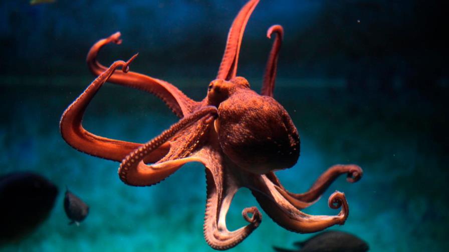 ¿Pulpos muertos por explosivos?