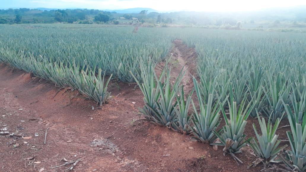 Así avanzan algunos de los proyectos de piña.