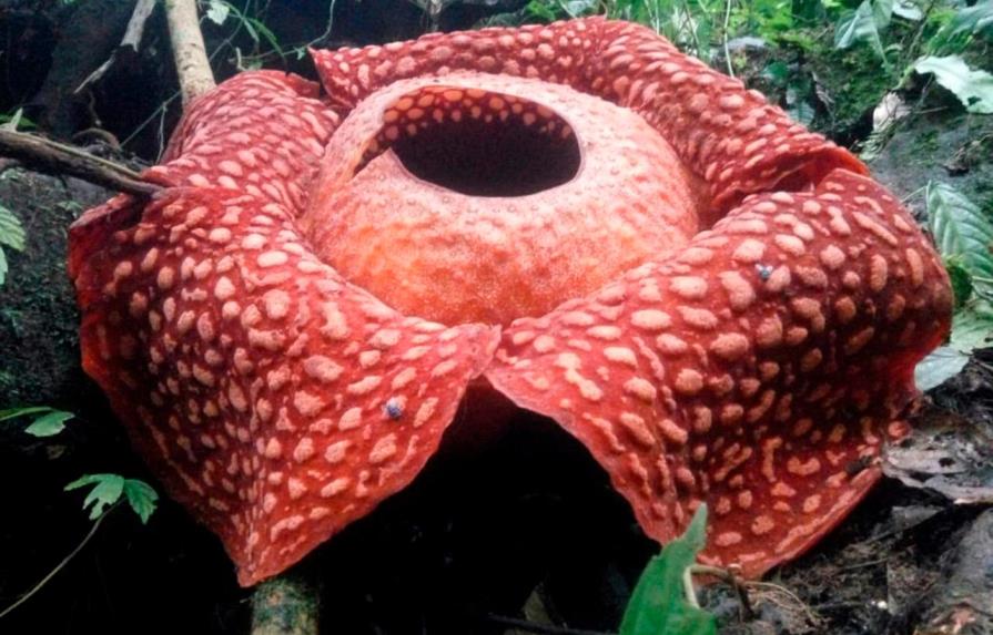 Hallan en Indonesia la flor “más grande” del mundo