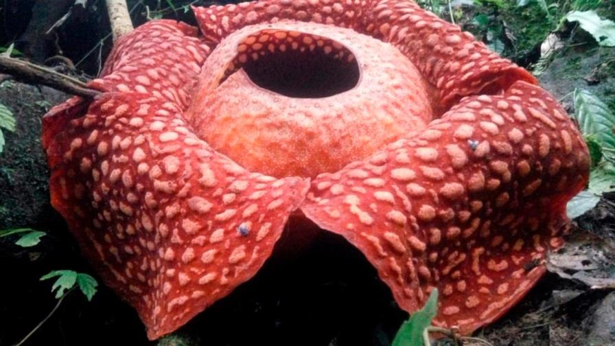 Hallan en Indonesia la flor “más grande” del mundo