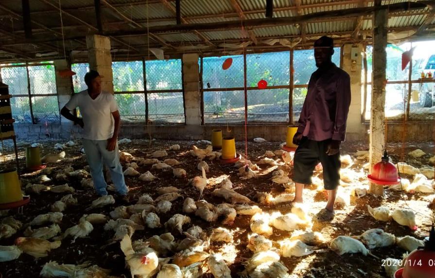 Afloran contradicciones entre ministro de Agricultura y pequeños productores  por muerte de pollos 