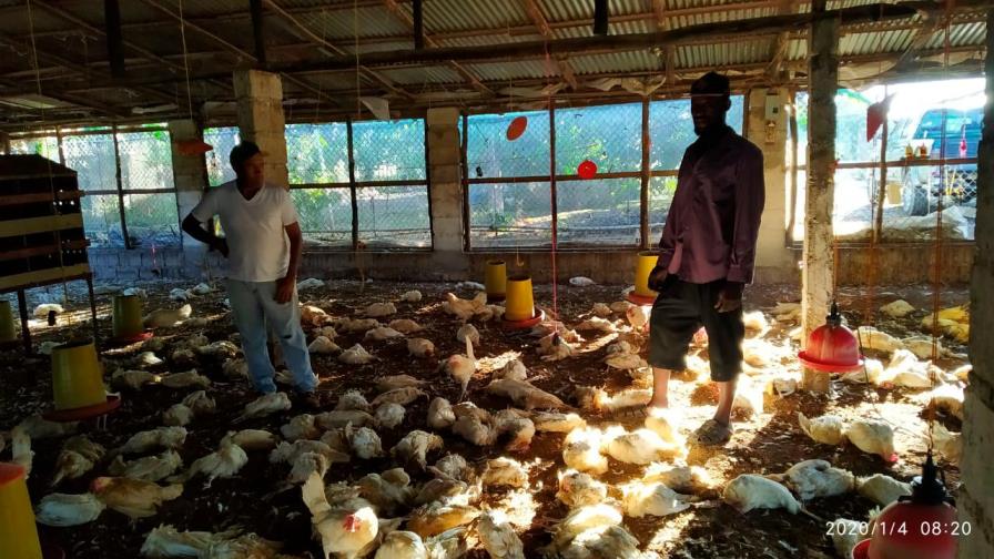 Afloran contradicciones entre ministro de Agricultura y pequeños productores  por muerte de pollos 