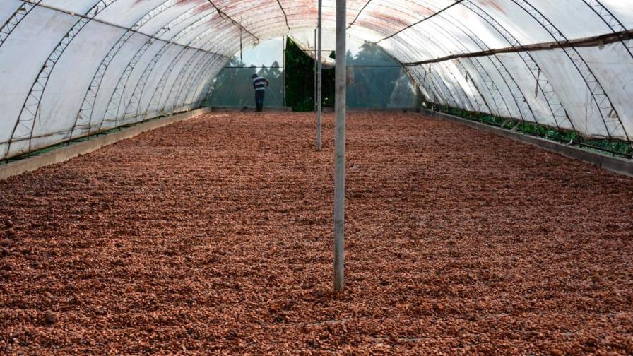 Productores banano y cacao dominicanos piden a la Unión Europea cambios en normas sobre orgánicos Productores banano y cacao dominicanos piden a la Unión Europea cambios en normas sobre orgánicos