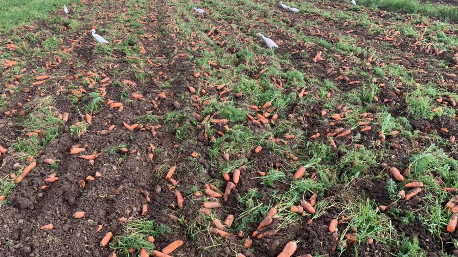 Más del 90% de los vegetales que se producen en Constanza se están perdiendo Más del 90% de los vegetales que se producen en Constanza se están perdiendo