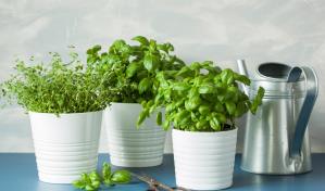 ¿Cómo hacer un jardín de hierbas aromáticas?