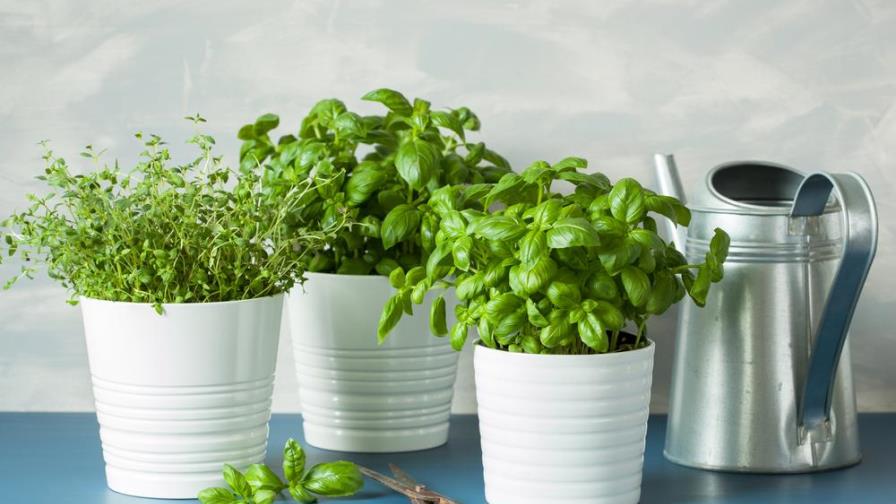 ¿Cómo hacer un jardín de hierbas aromáticas?