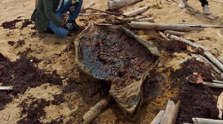 La tortuga tinglar descuartizada en Macao.