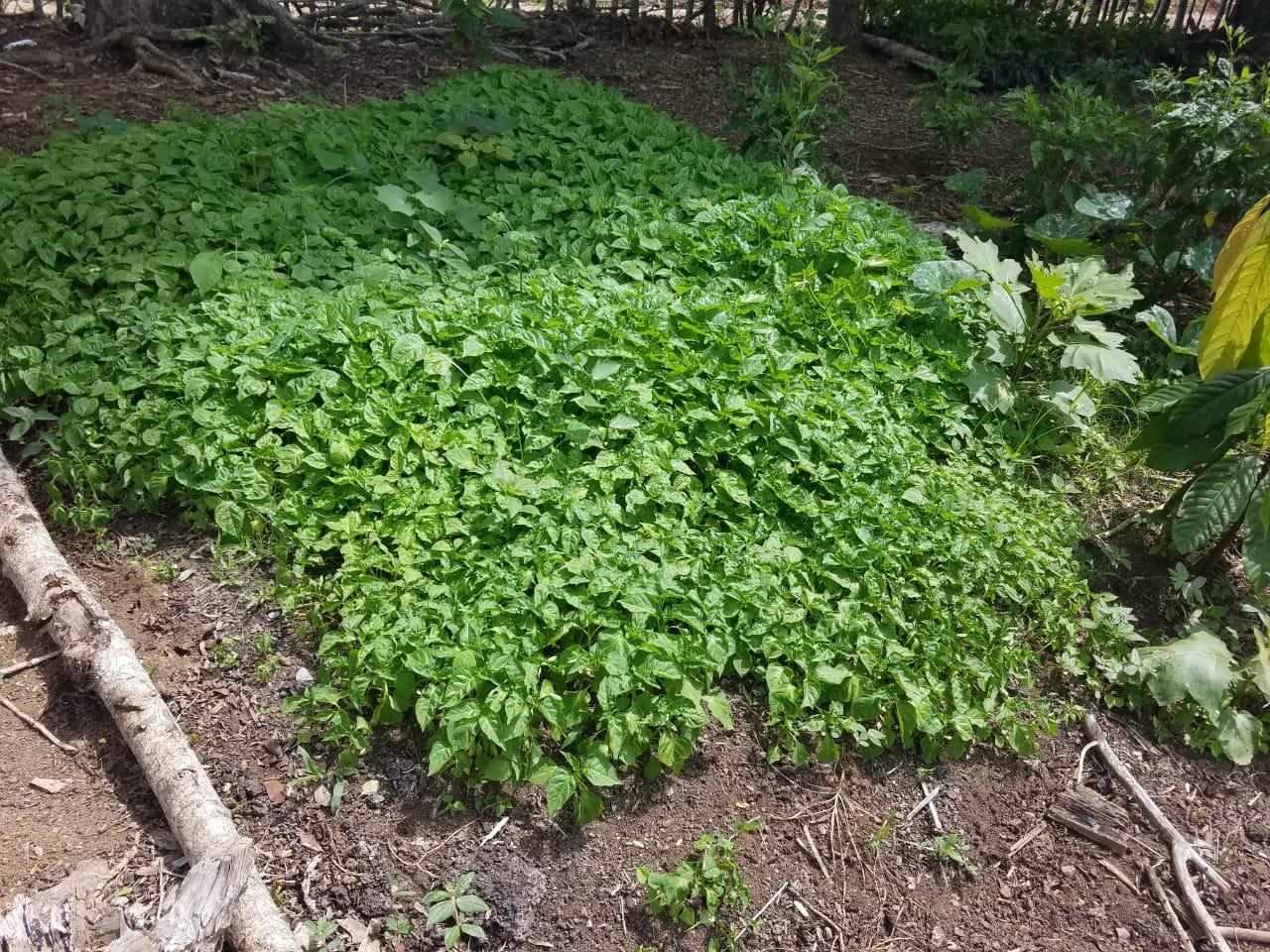 Semillero de ajíes preparado en la finca. Foto Joaquín Caraballo