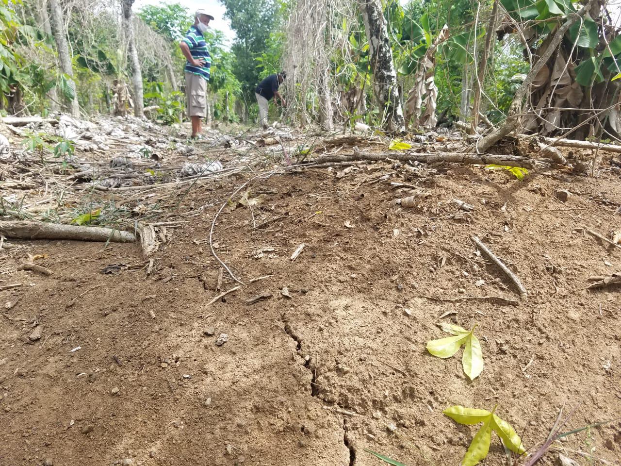 La sequía ha afectado la siembra de varios productos y ha disminuido la cosecha. Foto Joaquín Caraballo
