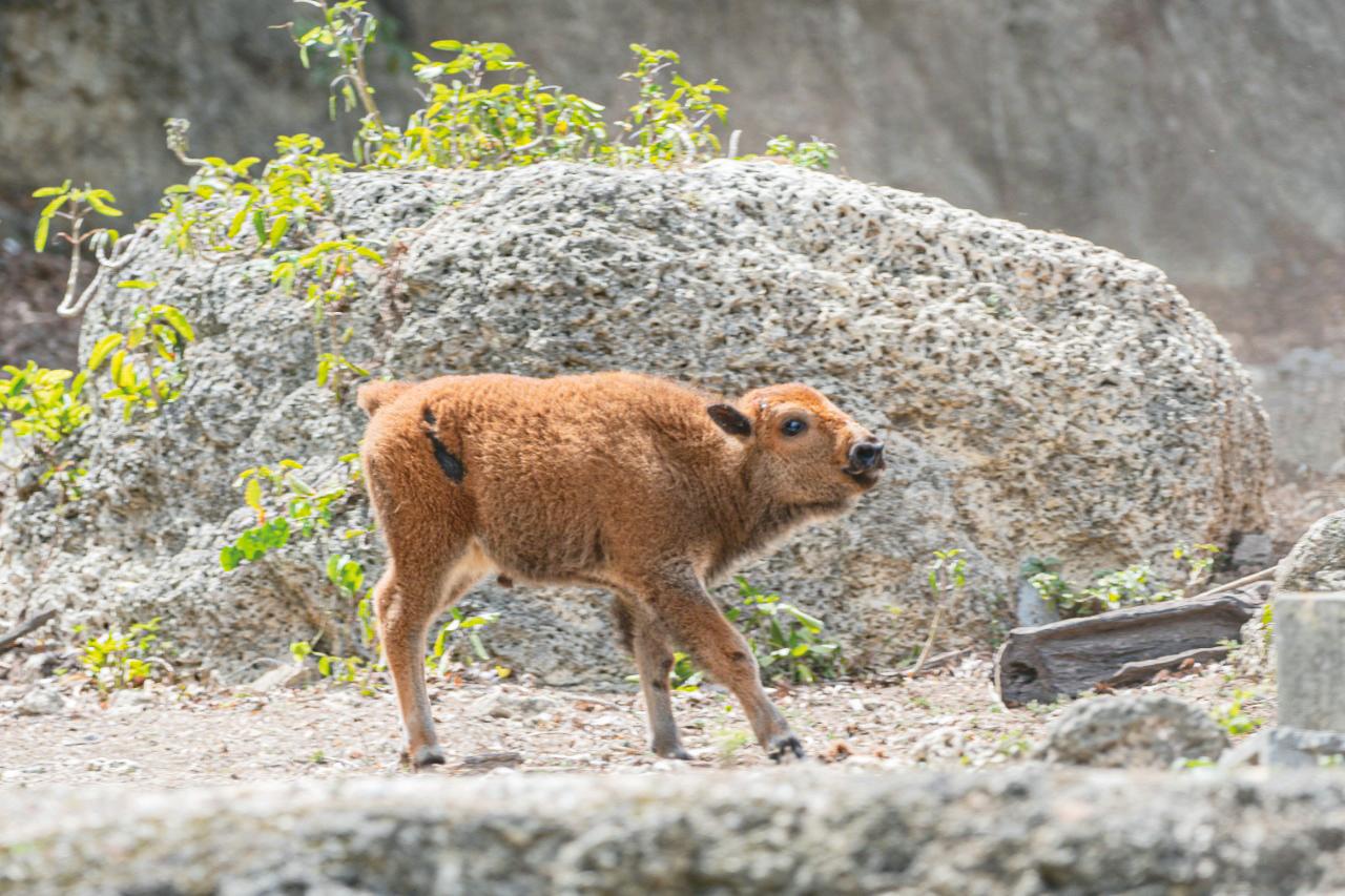 Bisontes