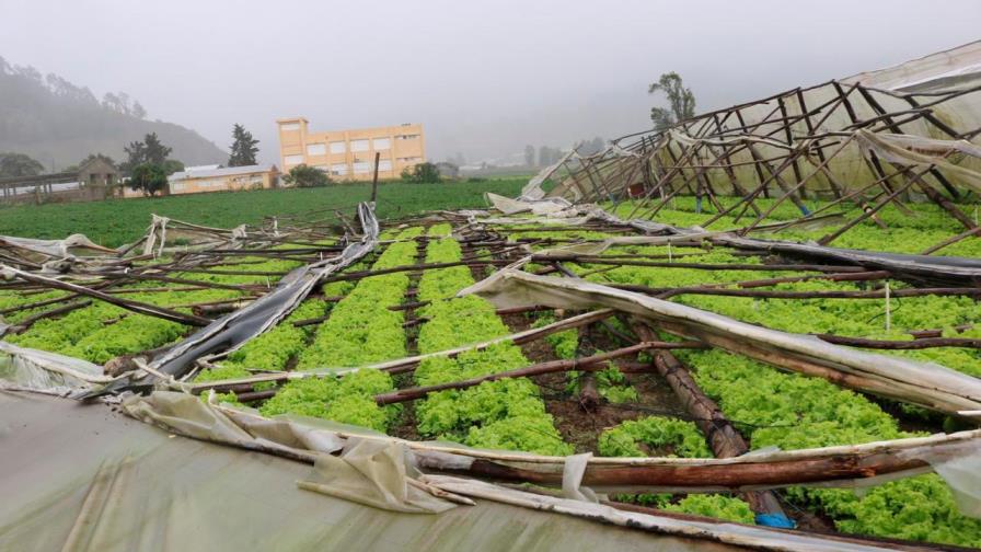 Vientos de Isaías afectan invernaderos en Constanza Vientos de Isaías afectan invernaderos en Constanza