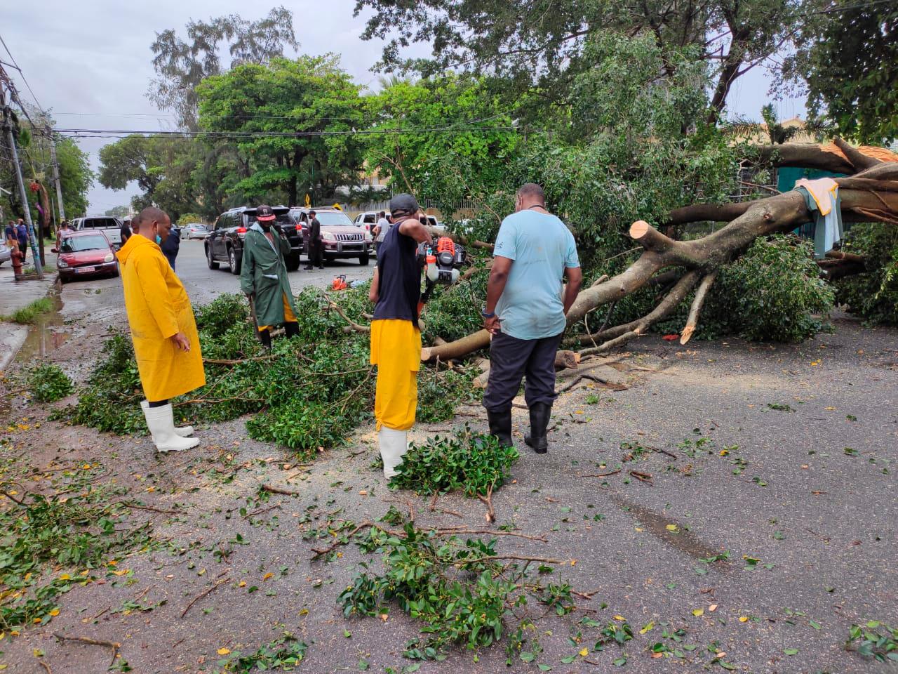 Personal de la Alcaldía de Santo Domingo Este cortando árboles que cayeron debido a los vientos de la tormenta tropical Laura.